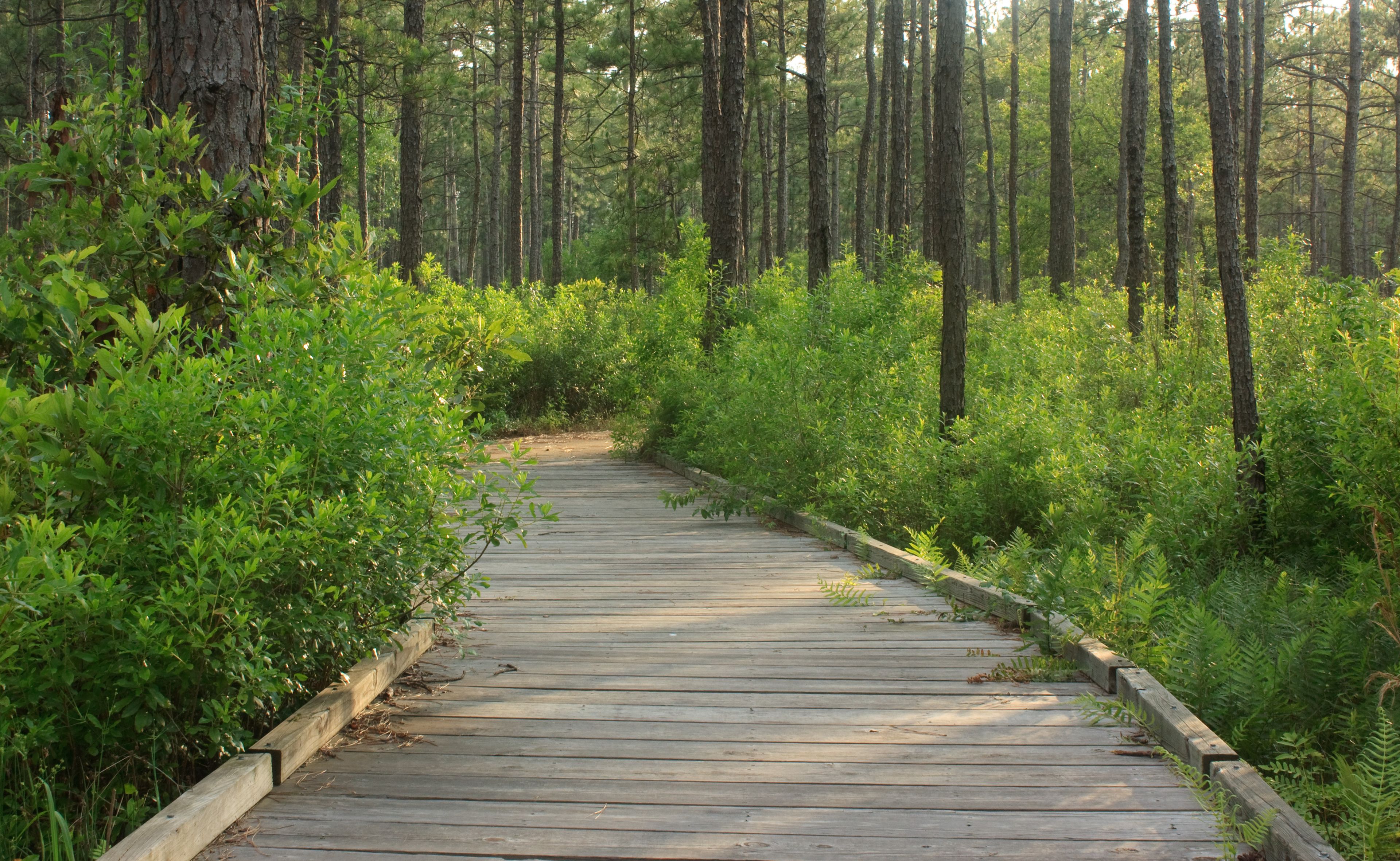 Sundew Trail boardwalk passes through a longleaf pine forest in Big Thicket National Preserve in Texas