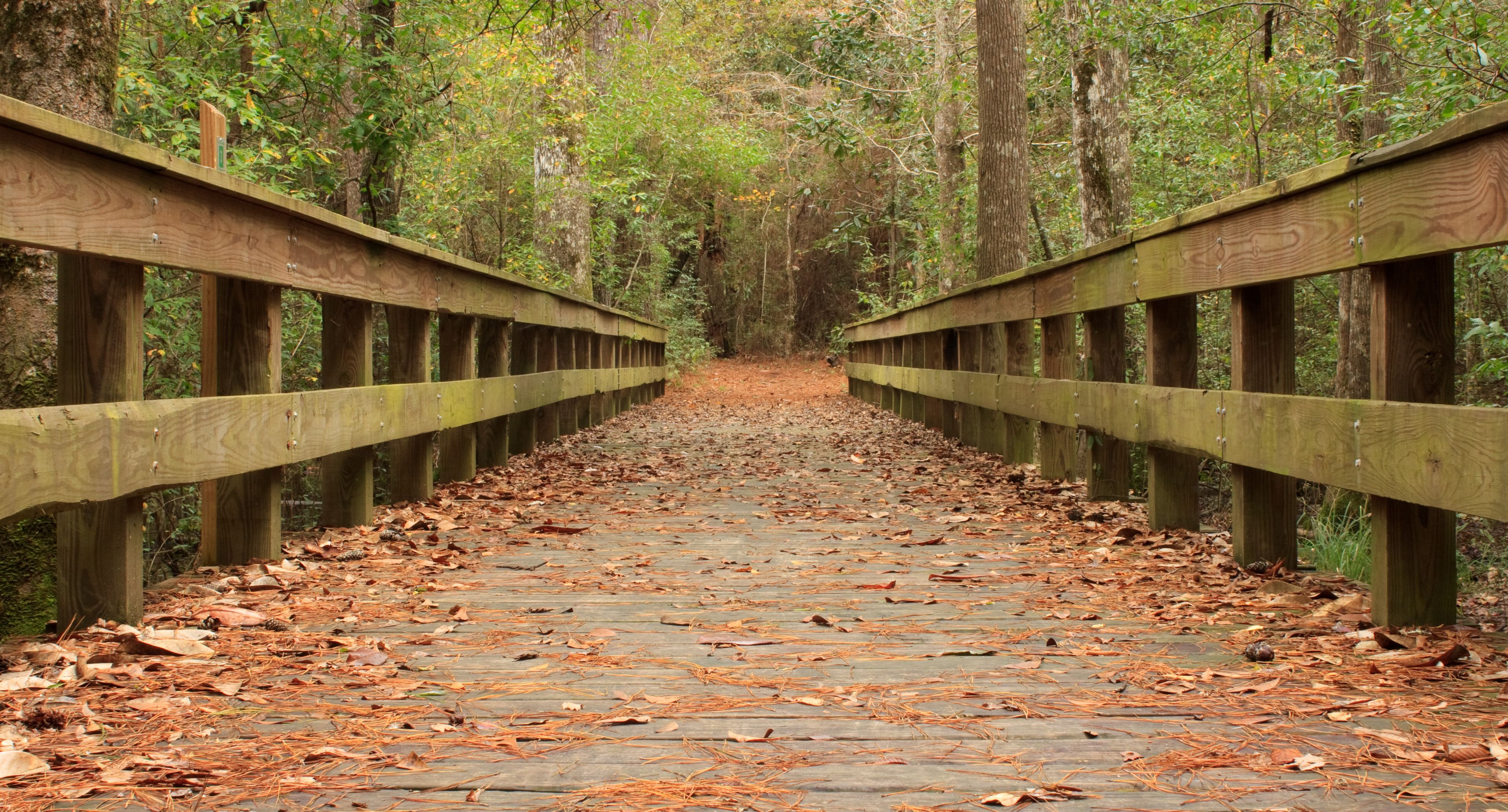 Old wooden bridge on Kirby Nature Trail in Big Thicket National Preserve, Texas