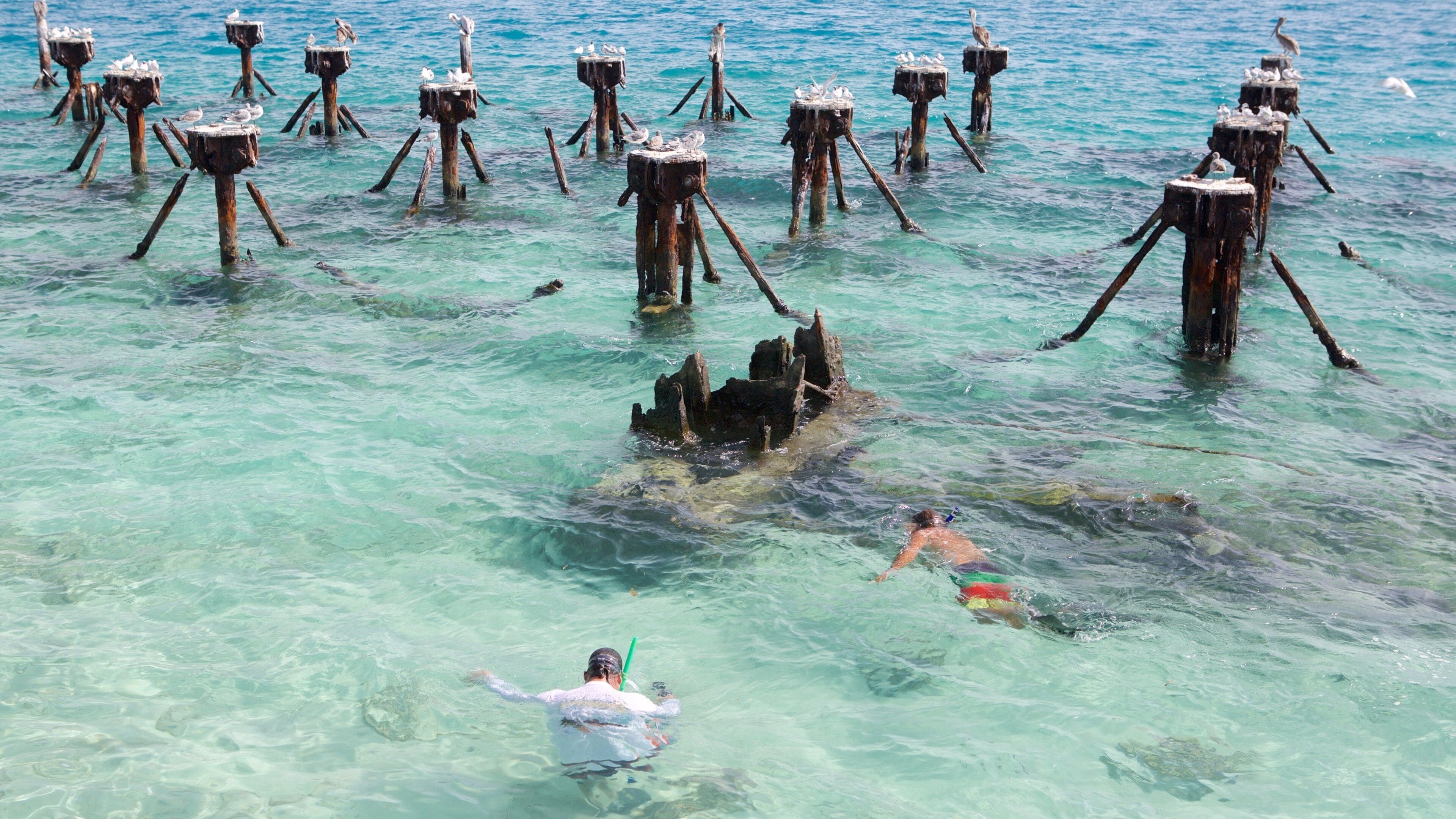 Dry Tortugas National Park som viser kyst og snorkling i tillegg til en liten gruppe med mennesker