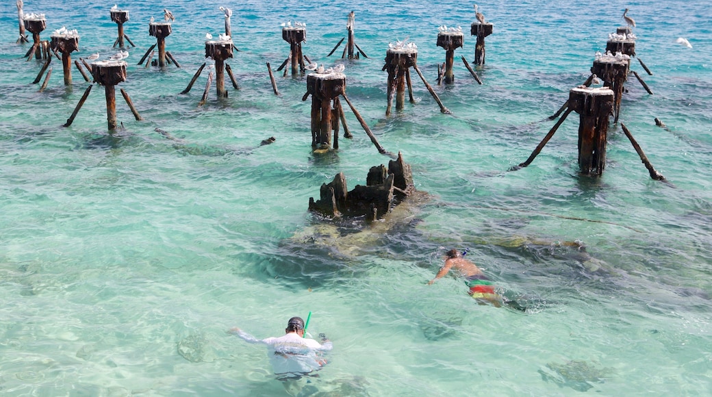 Dry Tortugas National Park som viser kyst og snorkling i tillegg til en liten gruppe med mennesker