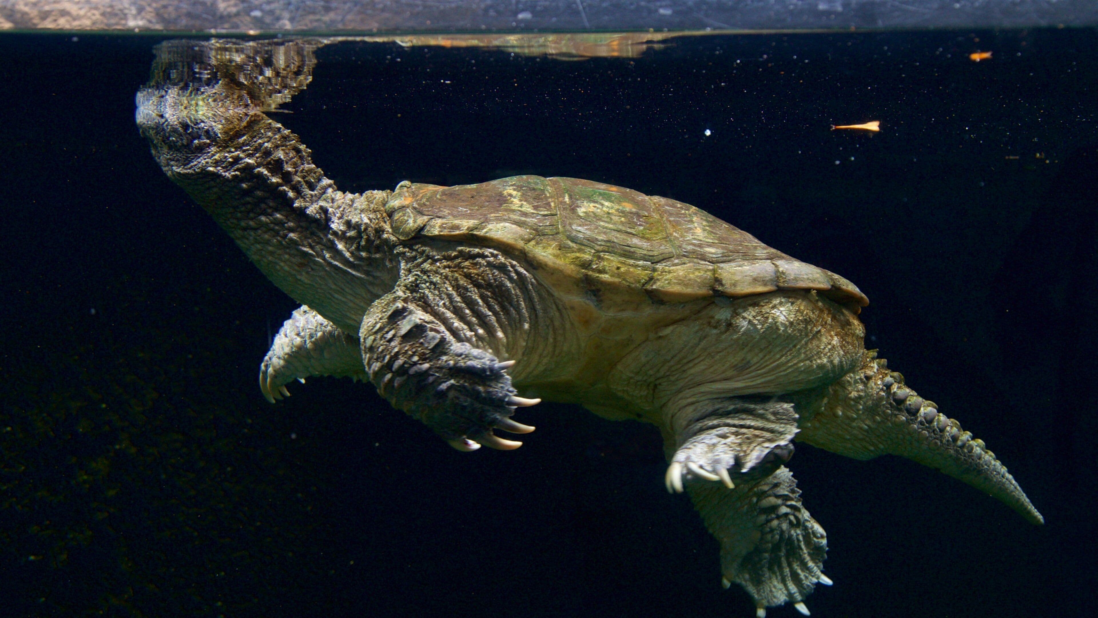 Flint RiverQuarium featuring interior views and marine life