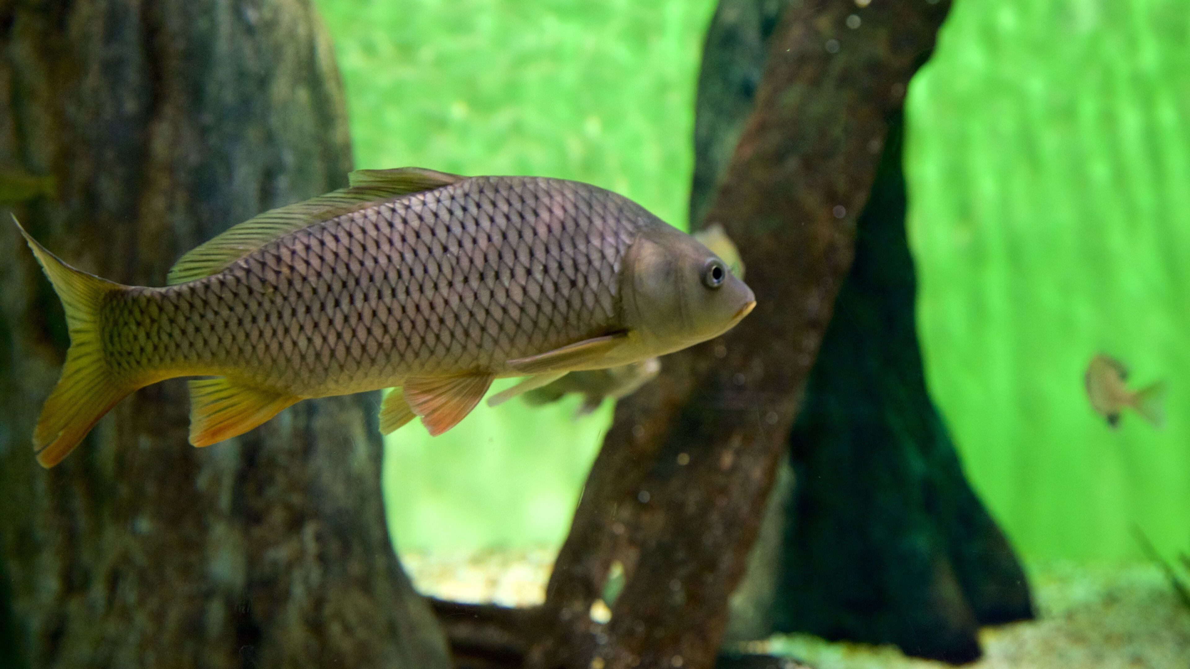 Flint RiverQuarium mostrando vida marina