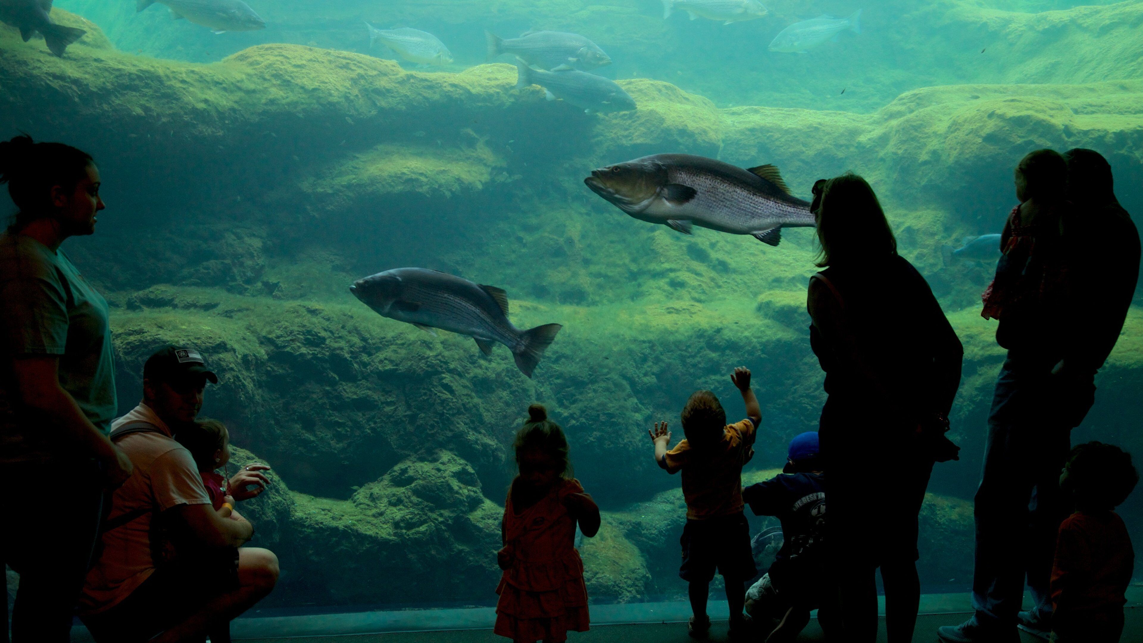 Flint RiverQuarium showing interior views and marine life as well as a family