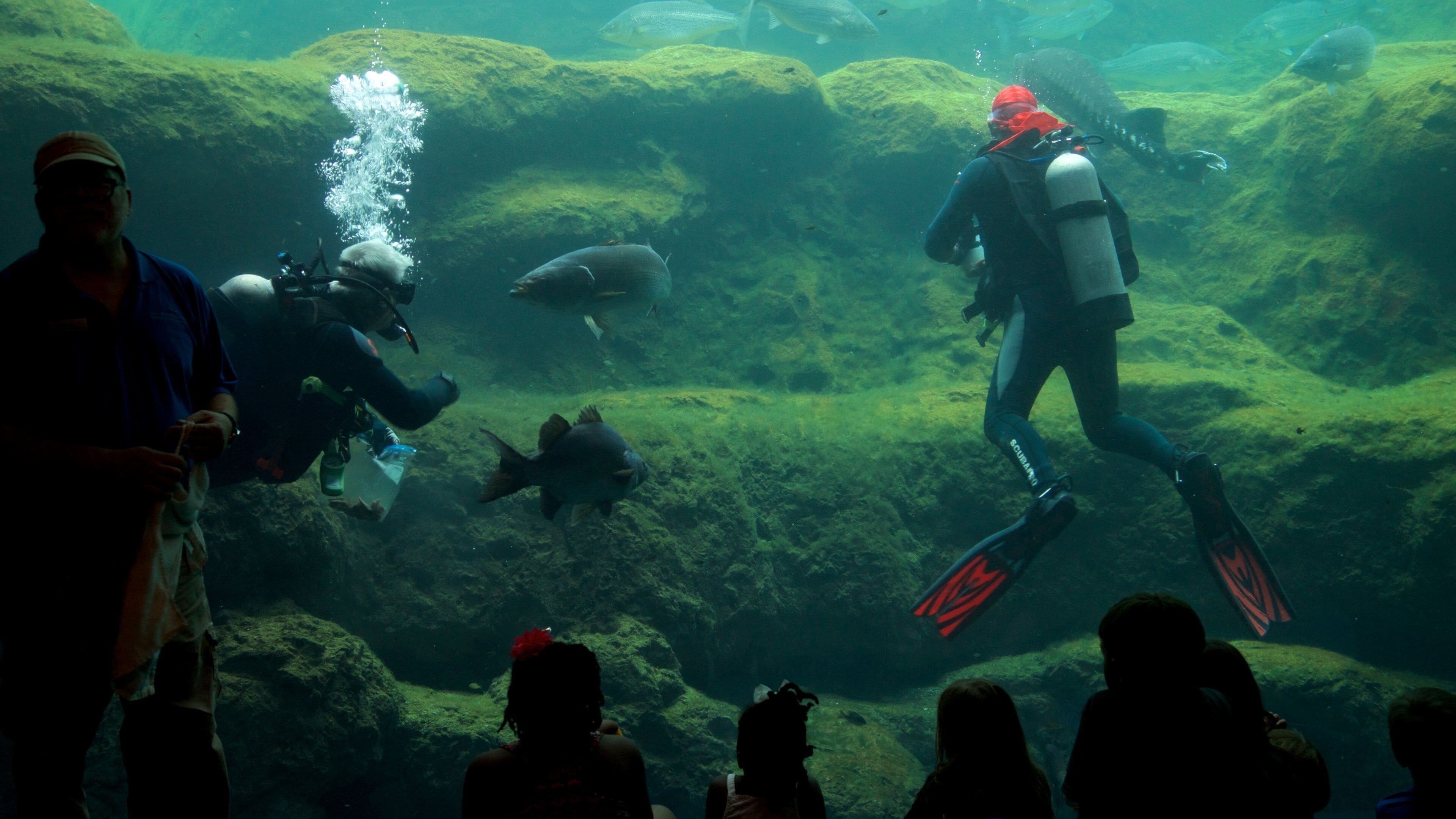 Flint RiverQuarium featuring merielämä ja sukellus sekä pieni ryhmä ihmisiä