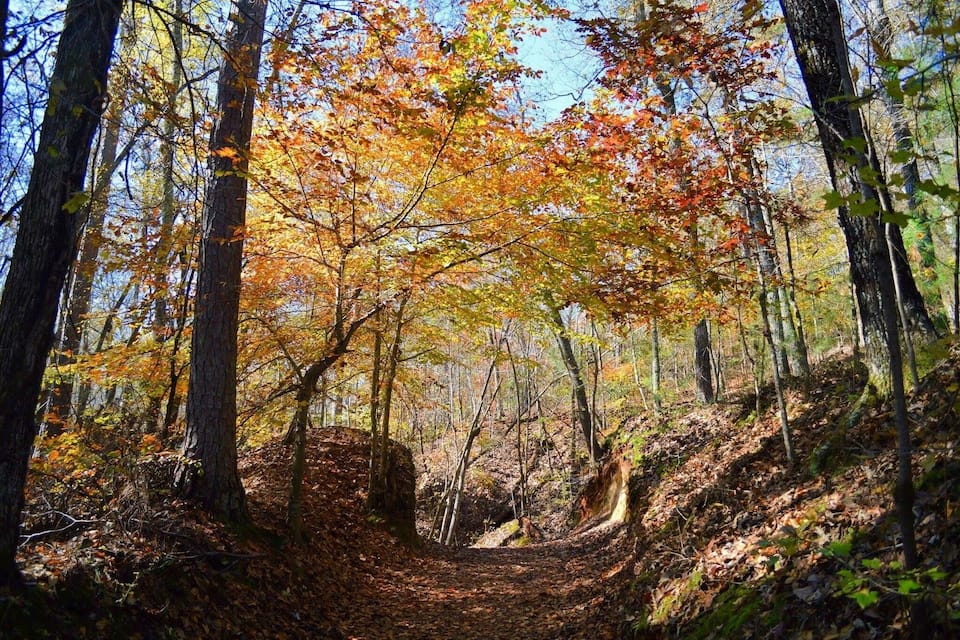 A forest path surrounded by trees with autumn leaves.