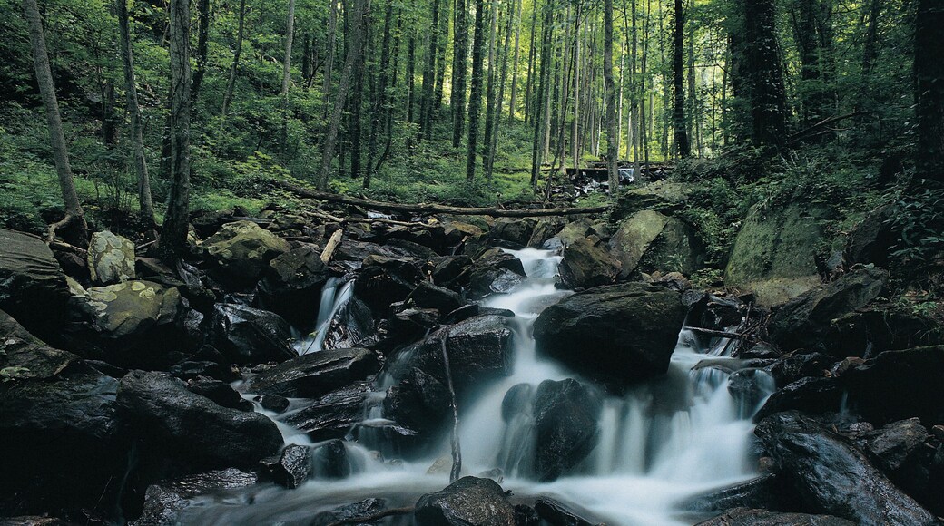 Waterfall, Amicalola Falls State Park, Georgia, USA