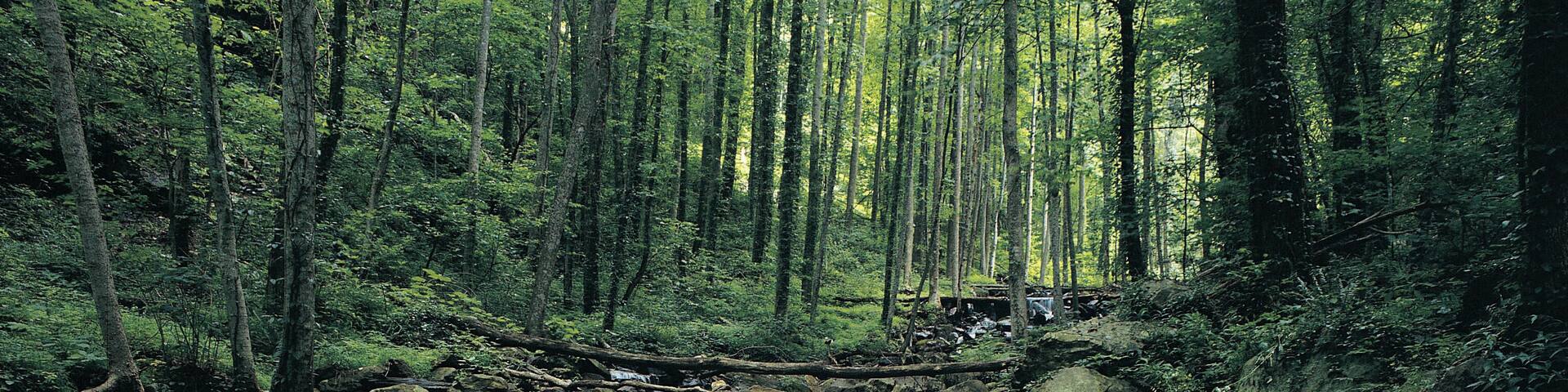 Waterfall, Amicalola Falls State Park, Georgia, USA