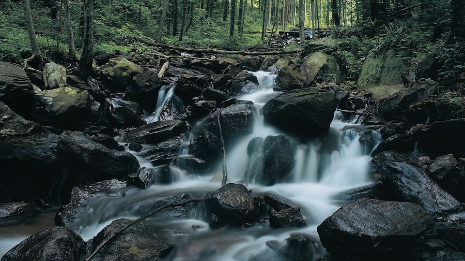 A forested area with a flowing stream over rocks.