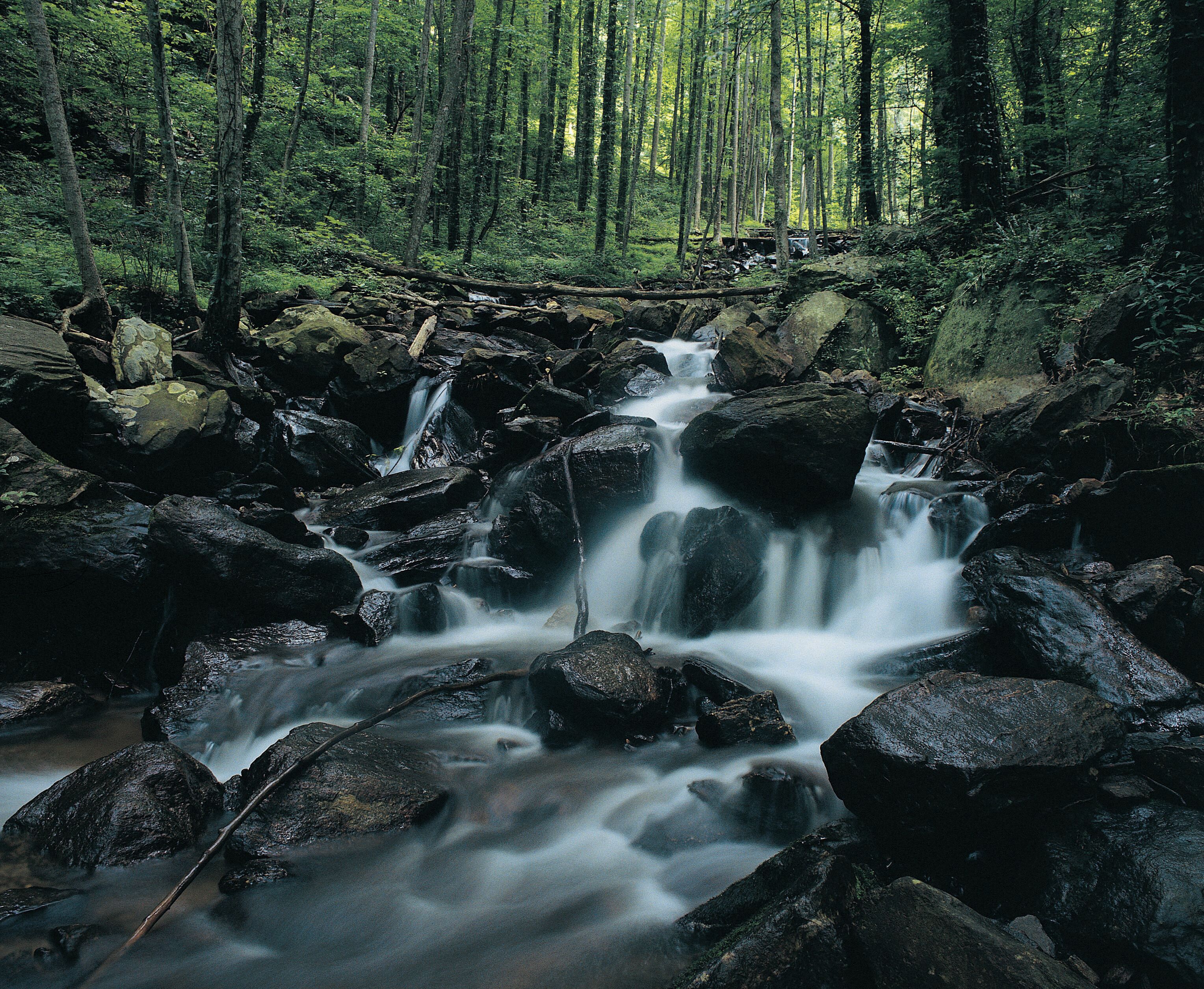 A forested area with a flowing stream over rocks.