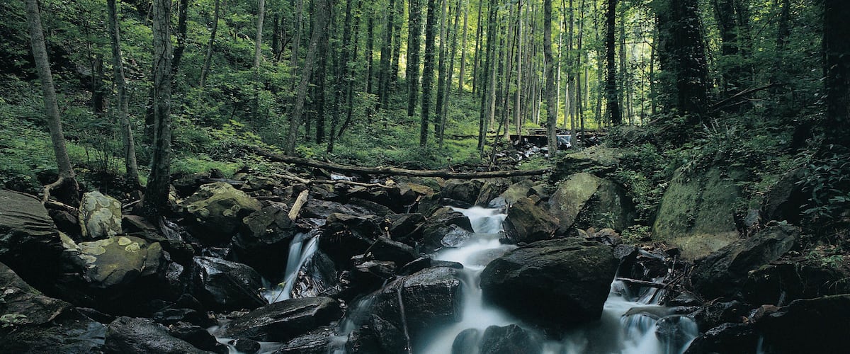 A forested area with a flowing stream over rocks.