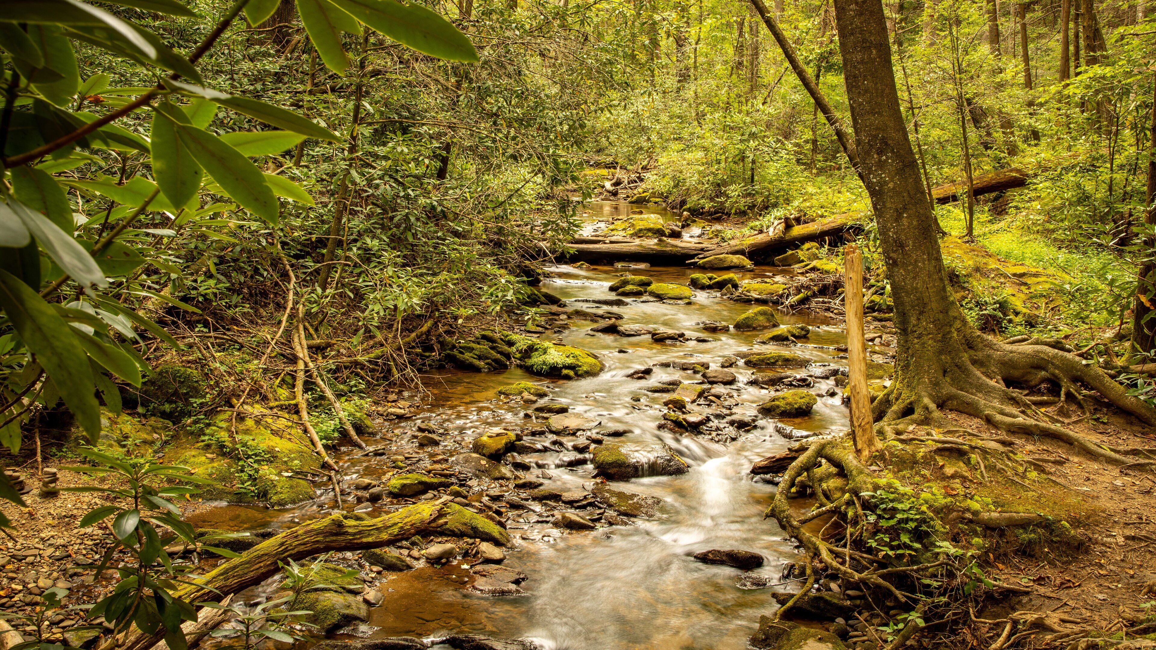 Raven Cliffs Falls which includes a river or creek and forest scenes