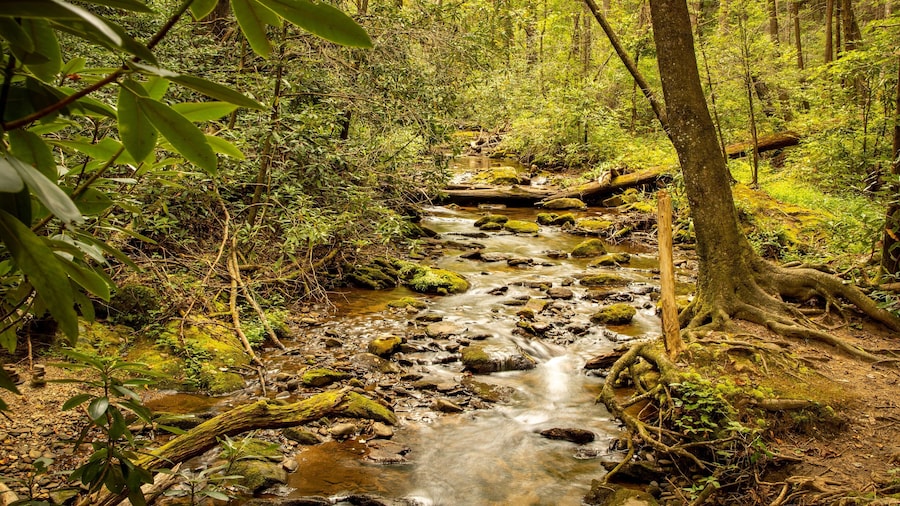 Raven Cliffs Falls which includes a river or creek and forest scenes