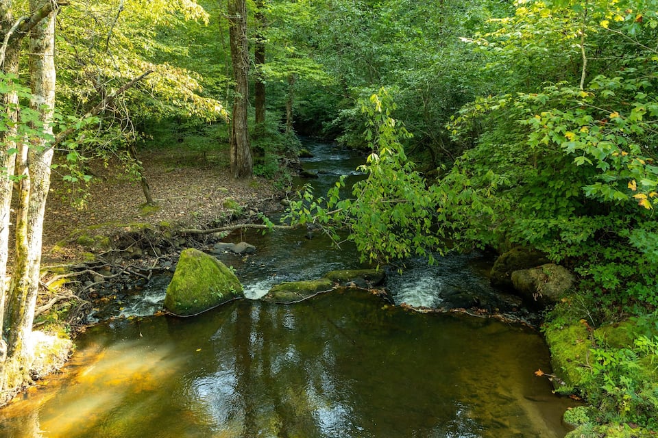 A forest stream with rocks and trees.