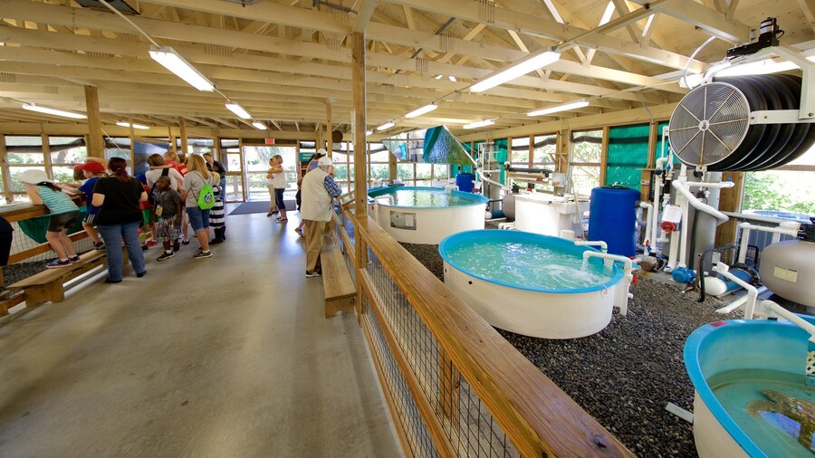 Georgia Sea Turtle Center which includes interior views and marine life as well as a small group of people