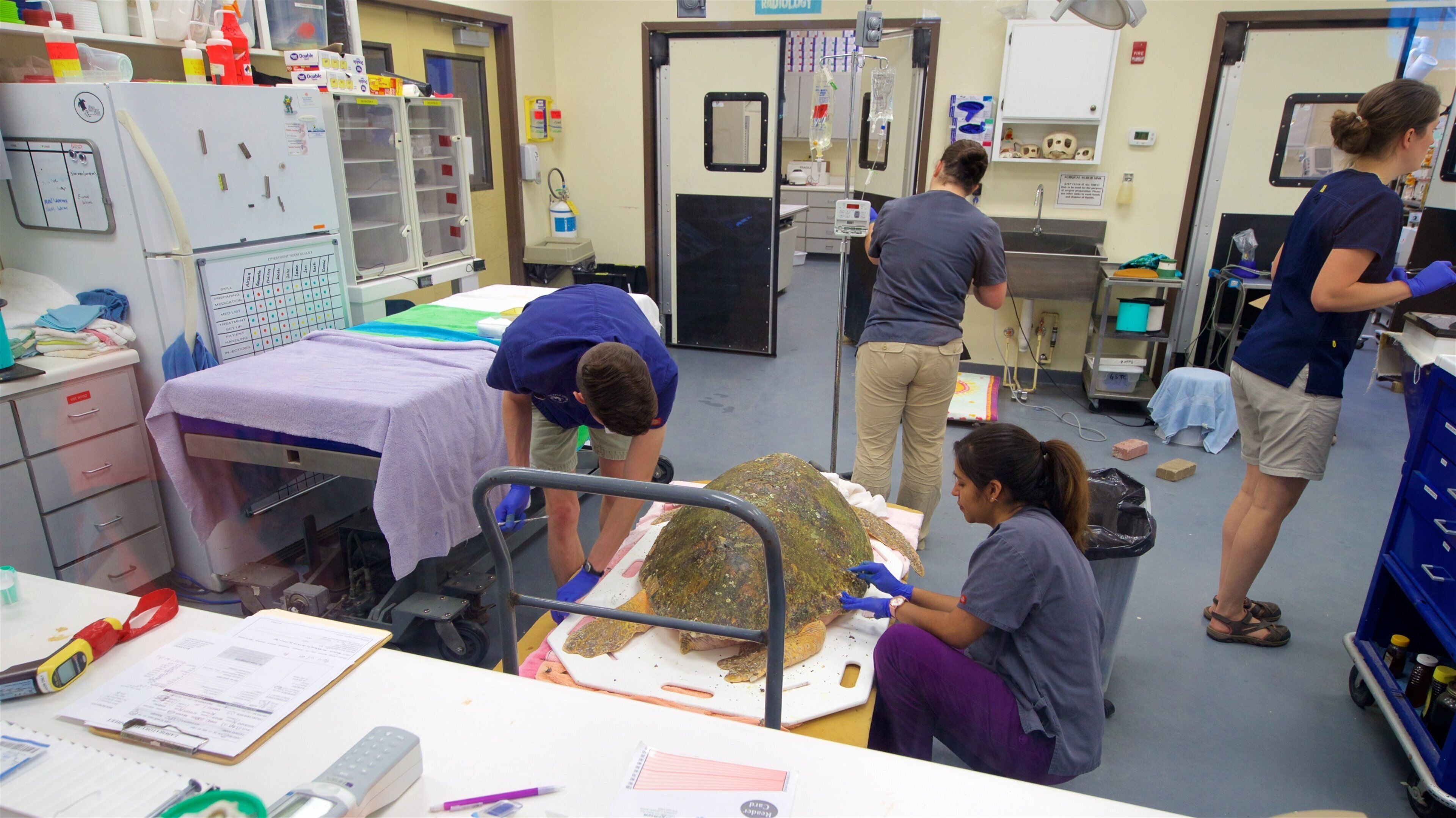 佐治亚洲海龟中心