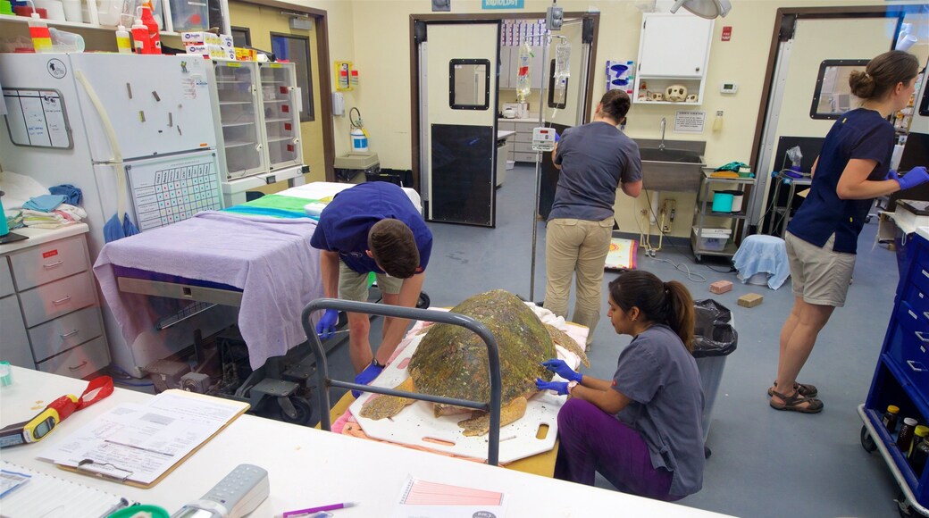 佐治亚洲海龟中心