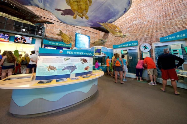 Georgia Sea Turtle Center mit einem Meeresbewohner und Innenansichten sowie kleine Menschengruppe