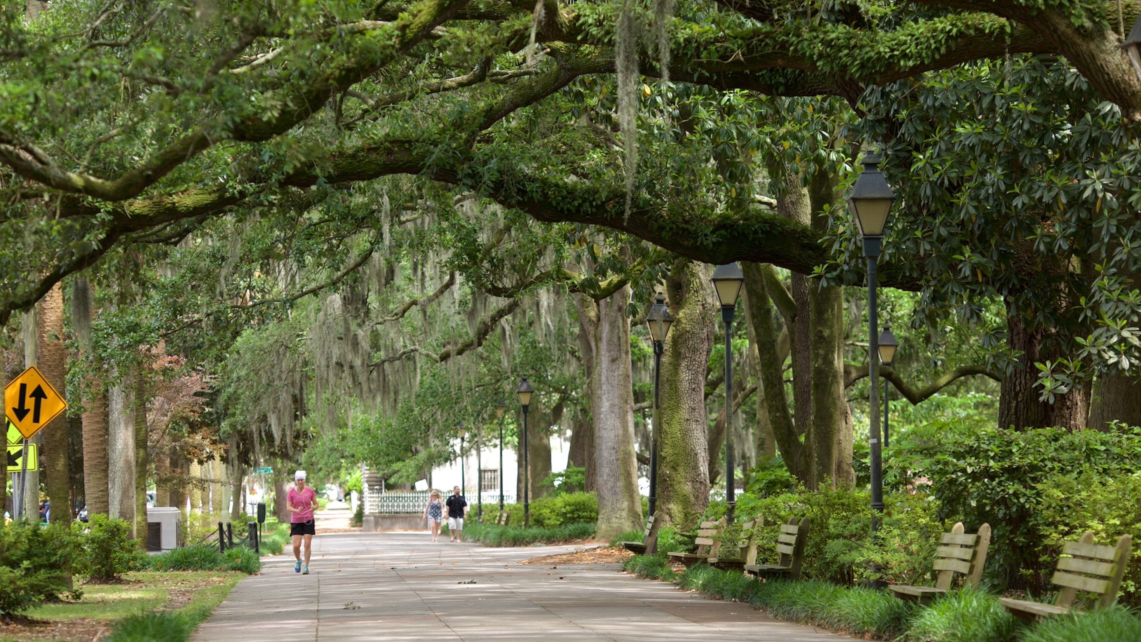 Forsyth Park showing a garden