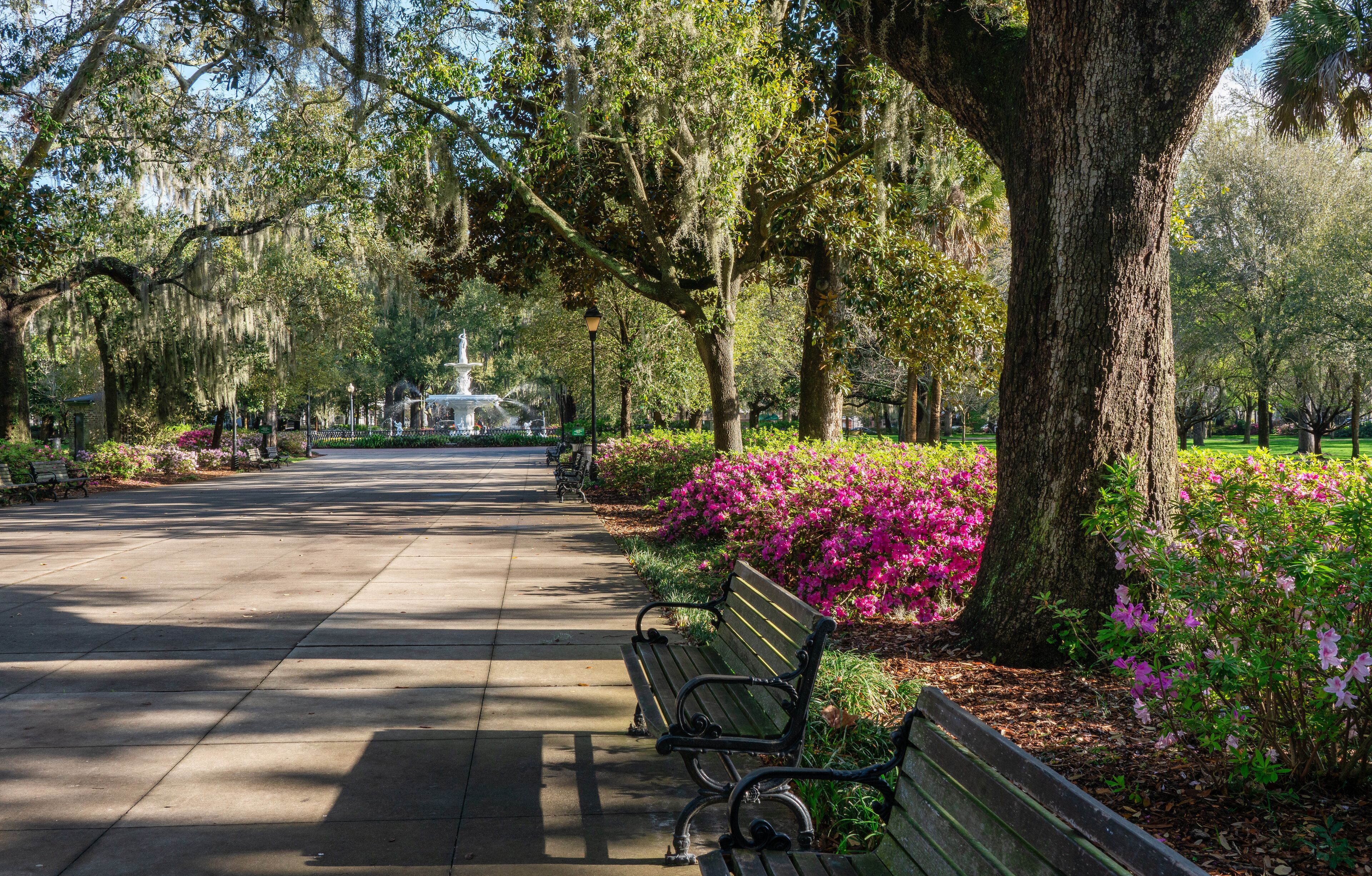 Spring Azalea in bloom at historic Savannah Forsyth park fountain  - Georgia