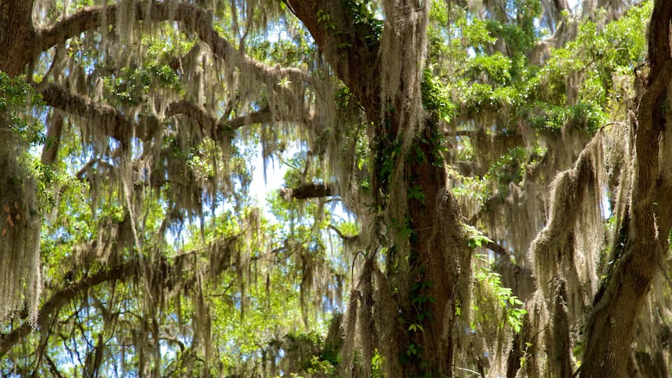 A dense forest with large trees covered in Spanish moss.