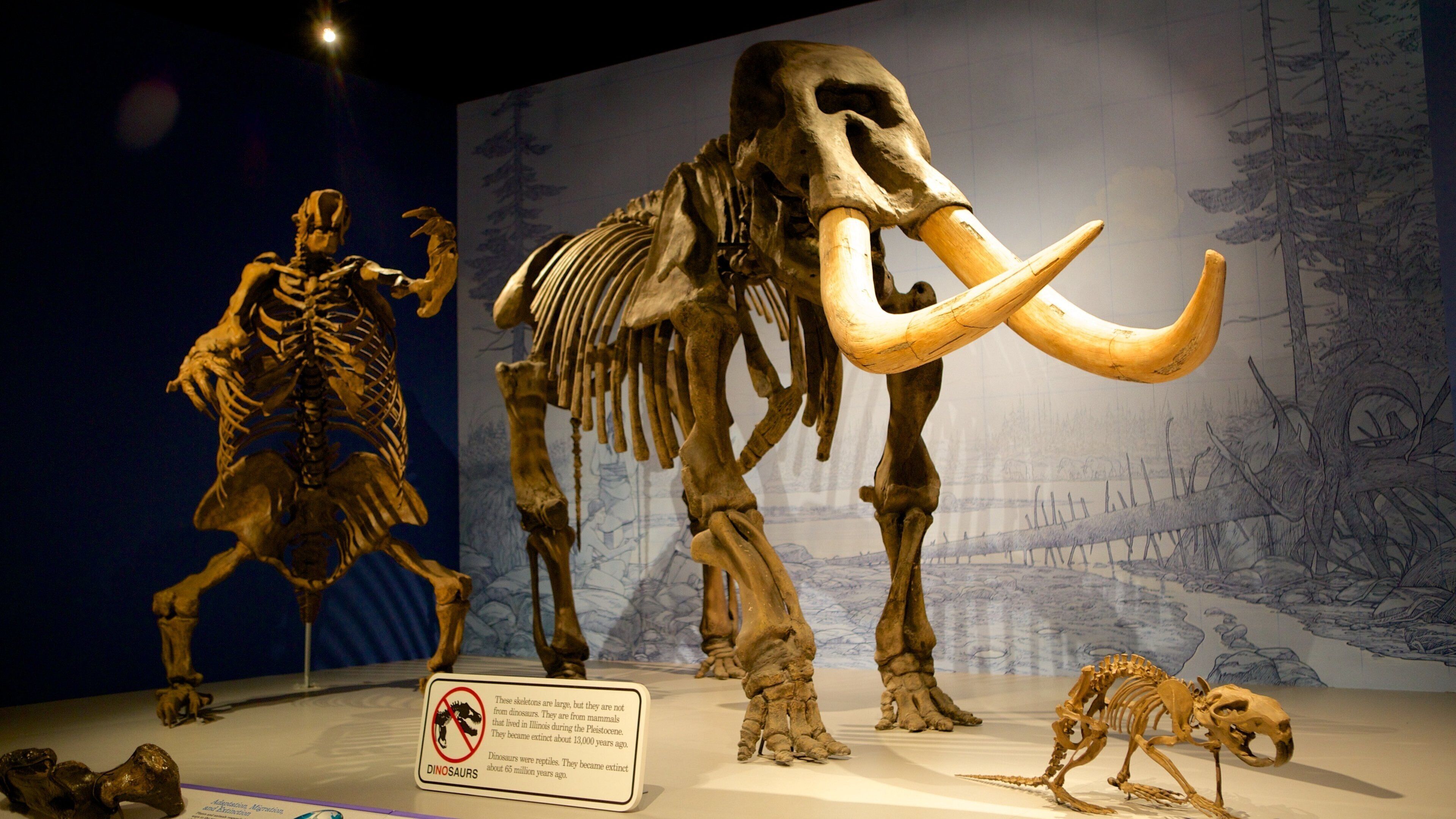 Musée d\'état de l\'Illinois