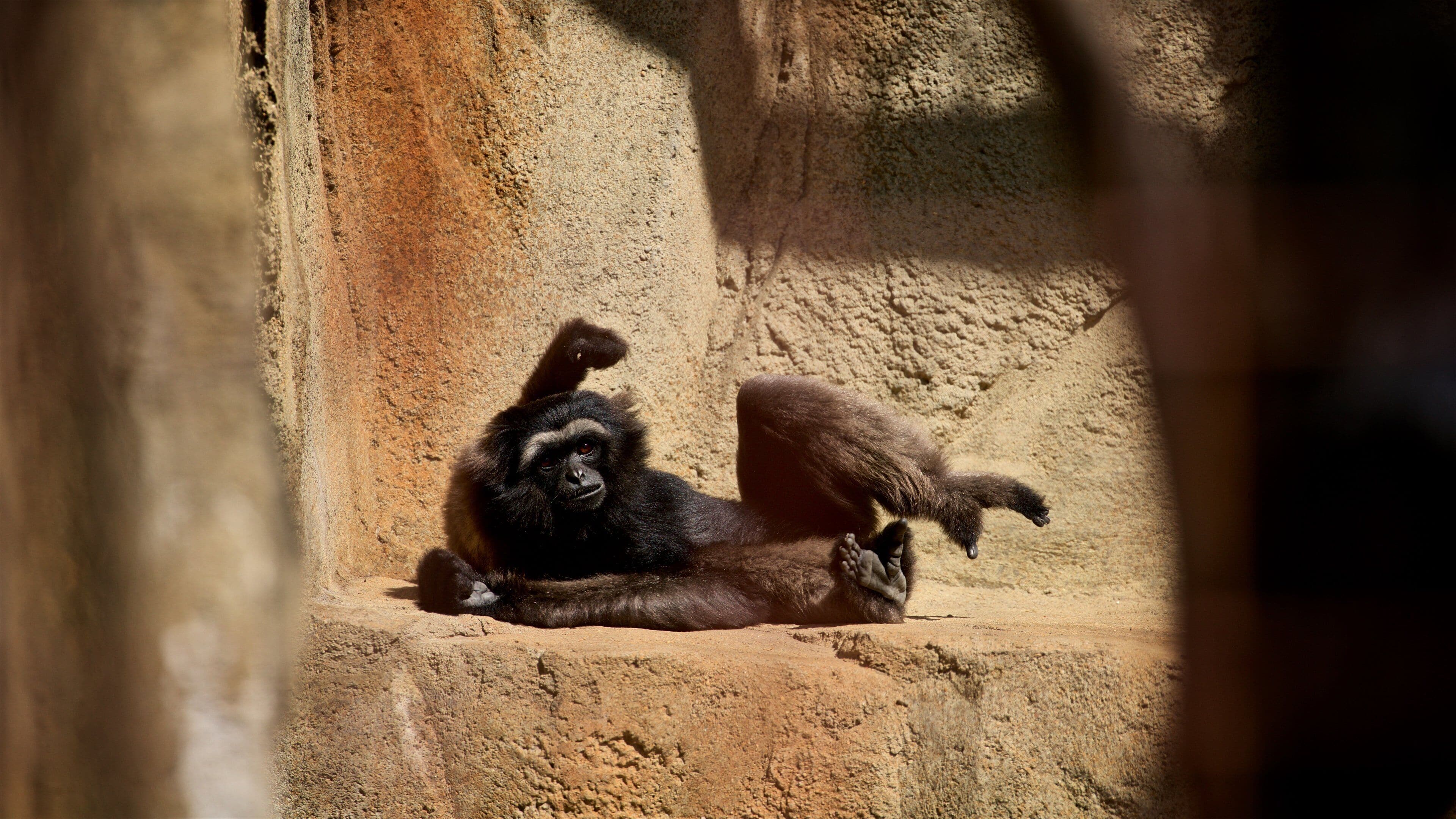 Miller Park Zoo ofreciendo animales domésticos y animales de zoológico
