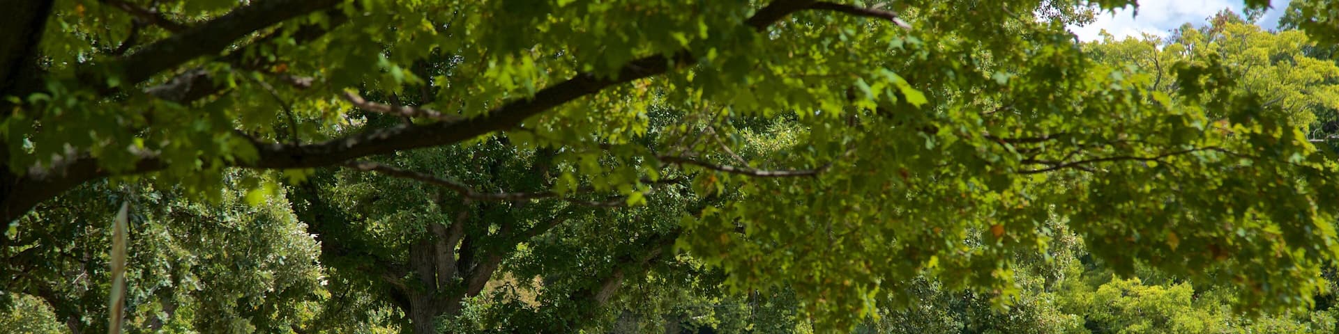 Miller Park Zoo featuring a pond, zoo animals and bird life