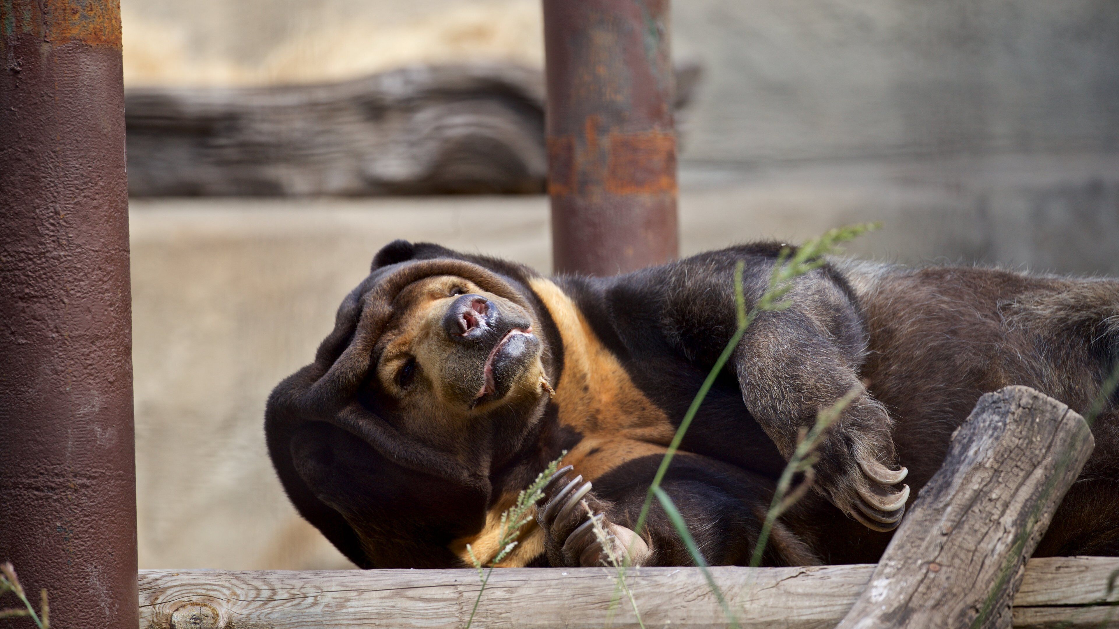 Miller Park Zoo featuring dangerous animals, land animals and zoo animals