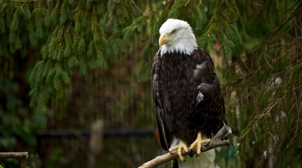 Miller Park Zoo showing zoo animals and bird life