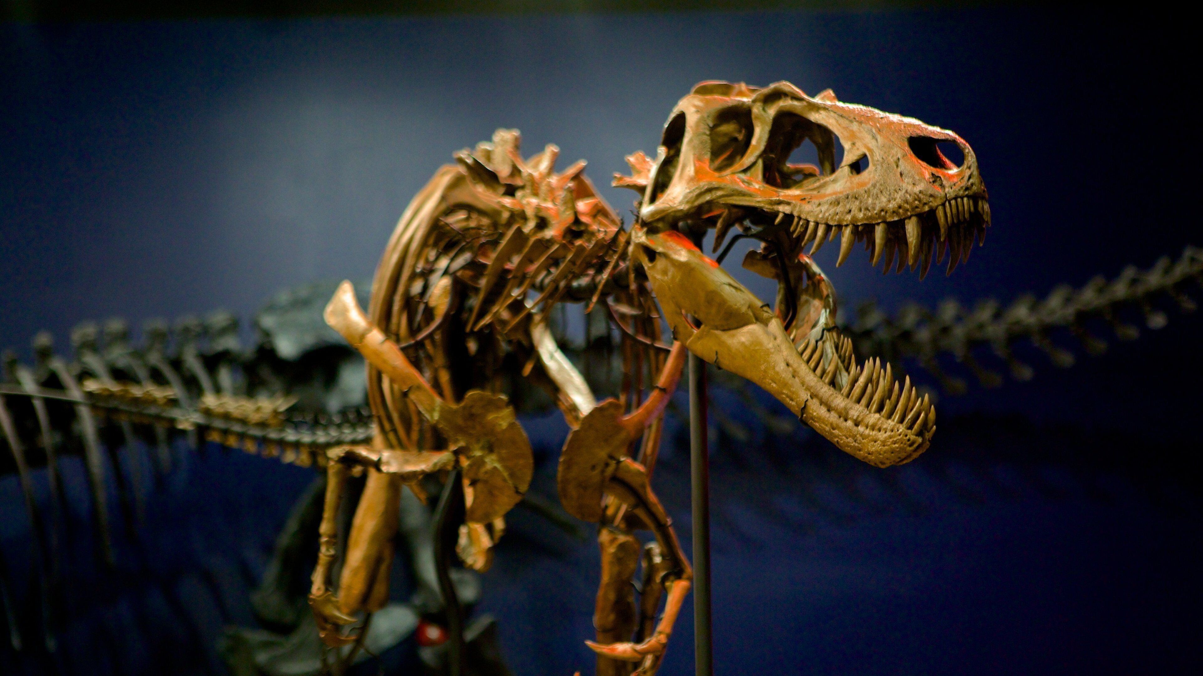 Burpee Museum of Natural History mostrando vista interna