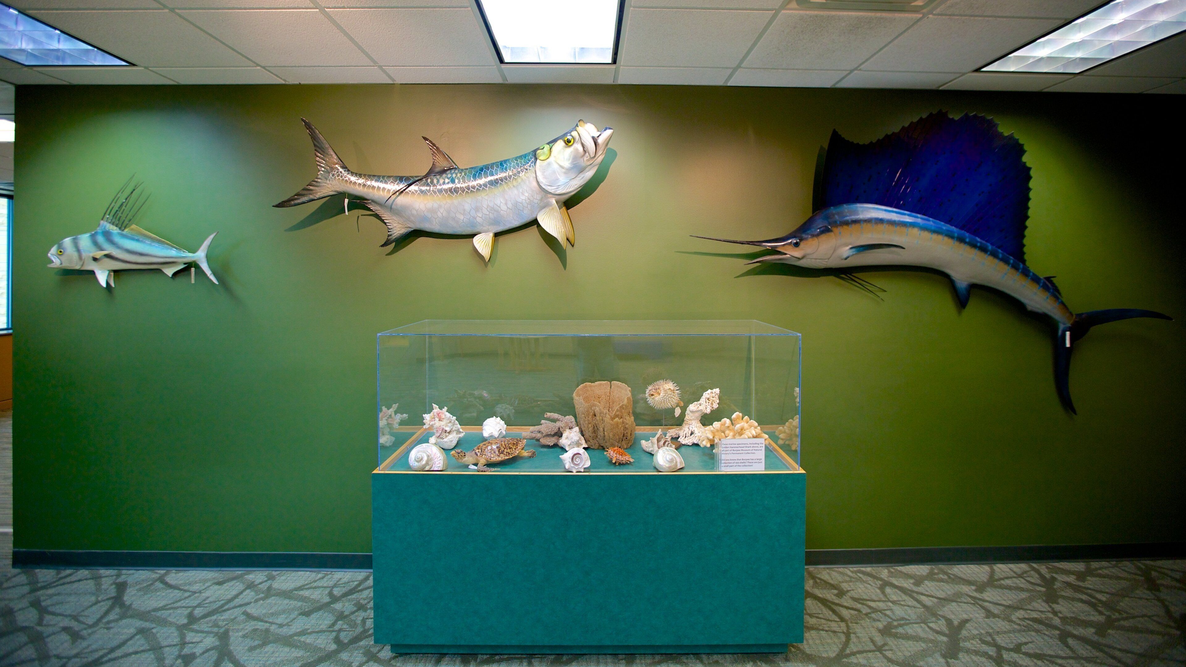 Burpee Museum of Natural History ofreciendo vistas de interior