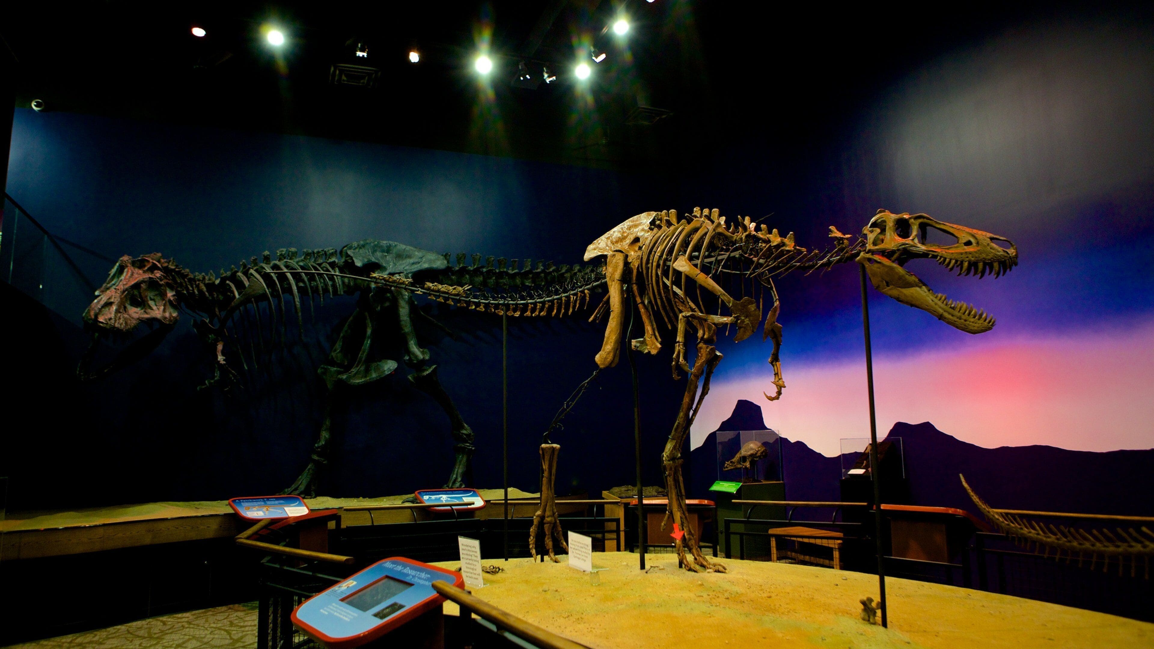 A dinosaur skeleton exhibit in a museum.