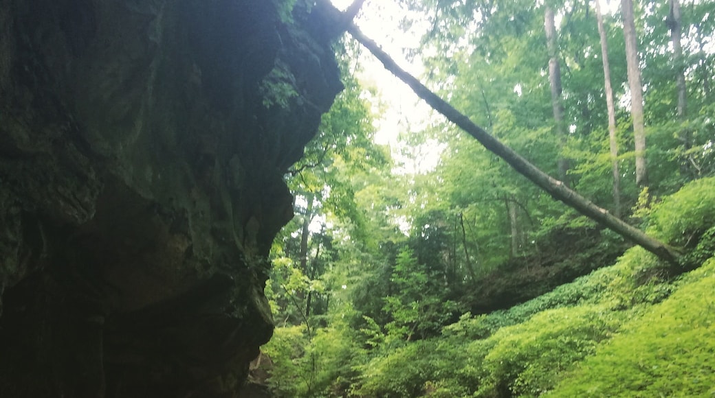 1.5 mile hike (depending on your route) connecting the campground to the Lodge at Turkey Run State Park. Moderate terrain with some great views!