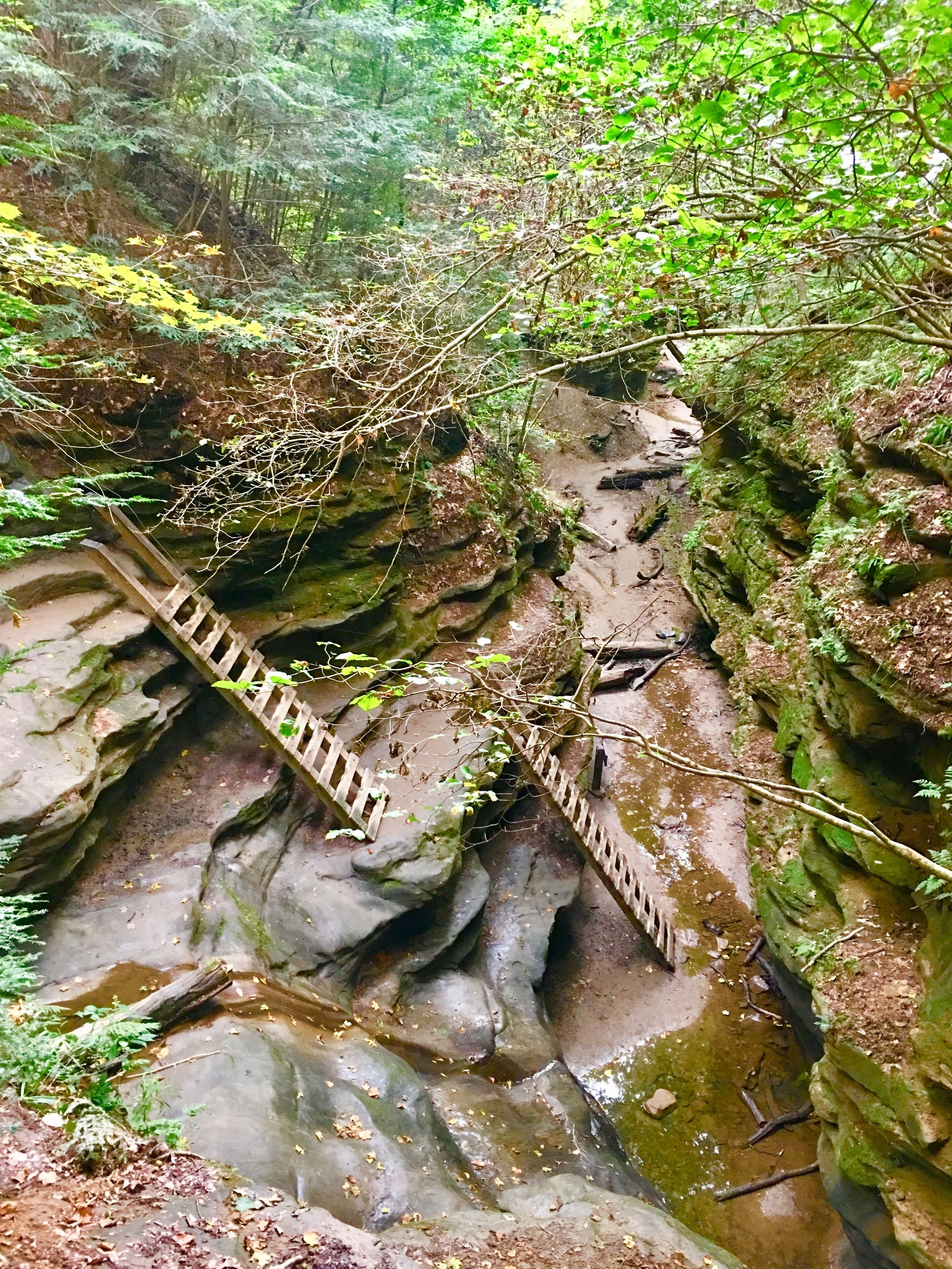 The most scenic of the trails (IMO) here at Turkey Run State Park in Indiana