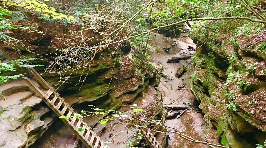 The most scenic of the trails (IMO) here at Turkey Run State Park in Indiana