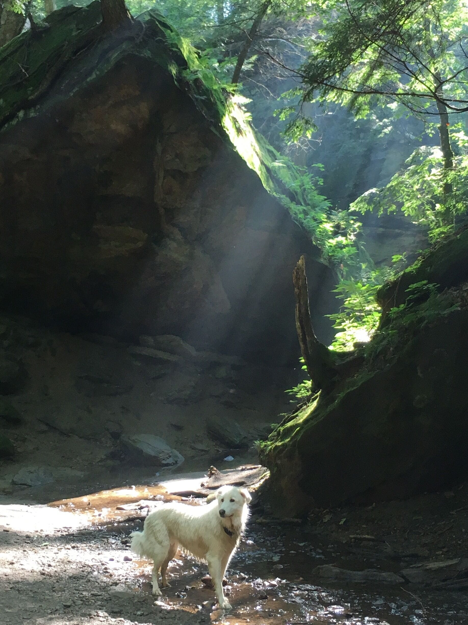 Beautiful state park!lots of hiking trails,also tubing across the river and campsite for those who would like to stay for the night!
There is an entrance fee,big pool for kids and families and you it is a dog friendly!