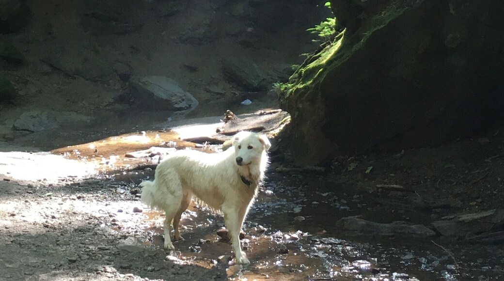 Beautiful state park!lots of hiking trails,also tubing across the river and campsite for those who would like to stay for the night!
There is an entrance fee,big pool for kids and families and you it is a dog friendly!