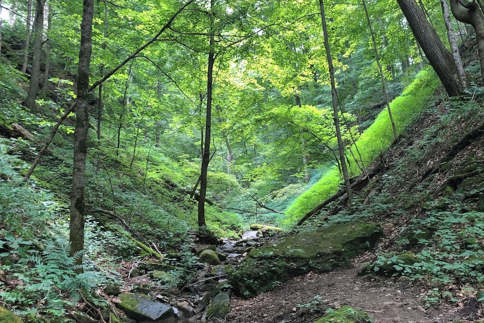 A forested area with a stream, rocks, and moss-covered trees.