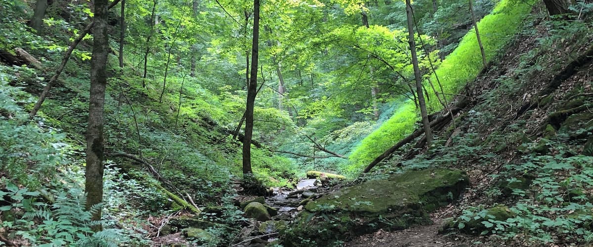 A forested area with a stream, rocks, and moss-covered trees.