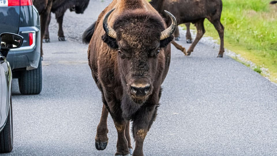 A bull walking on a road with a car and other animals in the background.