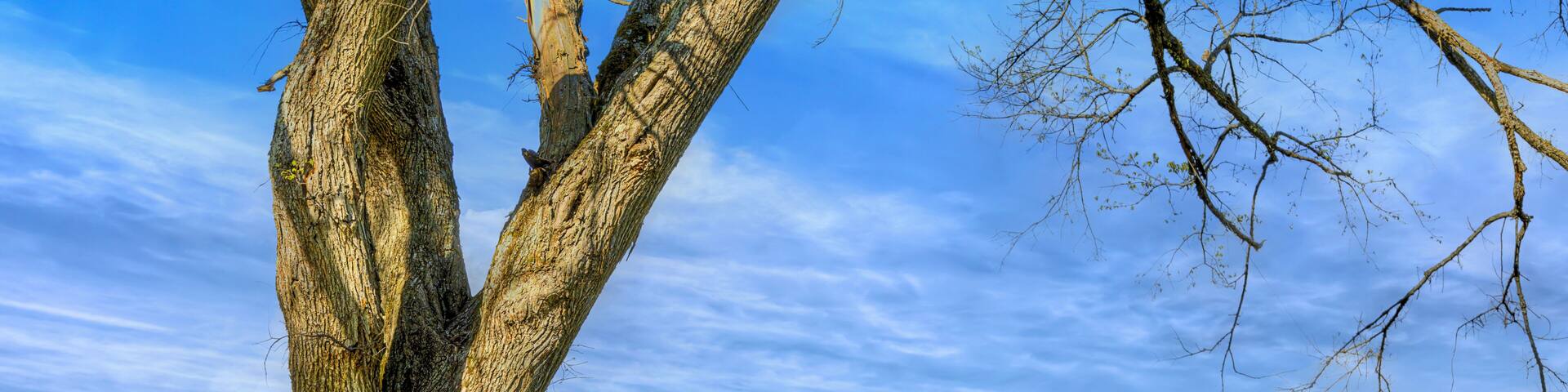 Picnic Table by the Lake. A large tree with a split trunk stands prominently in the foreground, overlooking Lake Barkley.