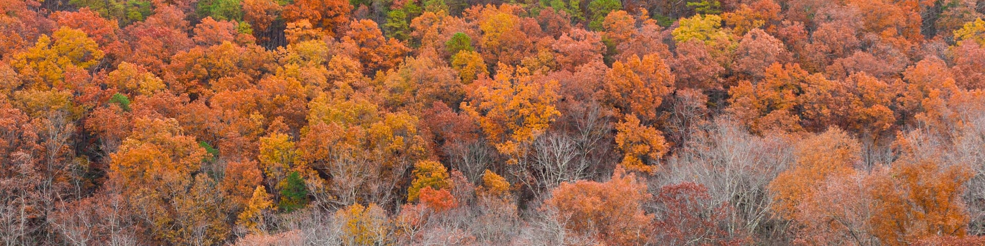 View of mountain forest in late autumn. Red River Gorge, Kentucky