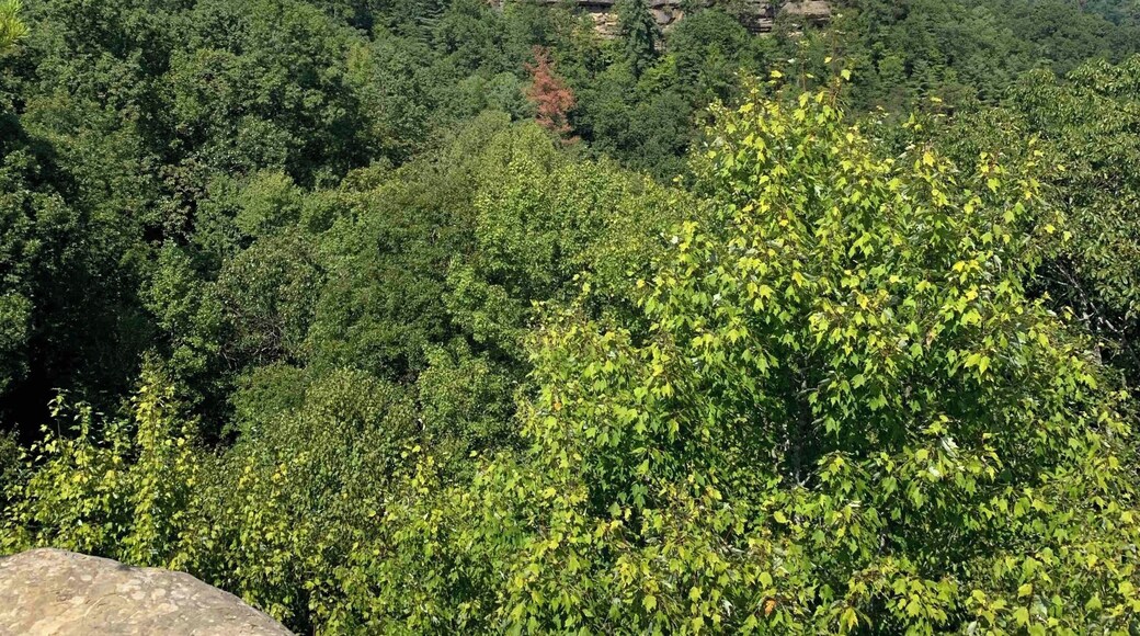 Standing on top of the Natural Bridge in Slade Kentucky.
Natural Bridge is the centerpiece of the Natural Bridge State Park. The natural sandstone arch spans 78 ft (24 m) and is 65 ft (20 m) high. The natural process of weathering formed the arch over millions of years. The park is approximately 2,300 acres (9 km2) of which approximately 1,200 acres (5 km2) is dedicated by the Office of Kentucky Nature Preserves as a nature preserve.
#Nature