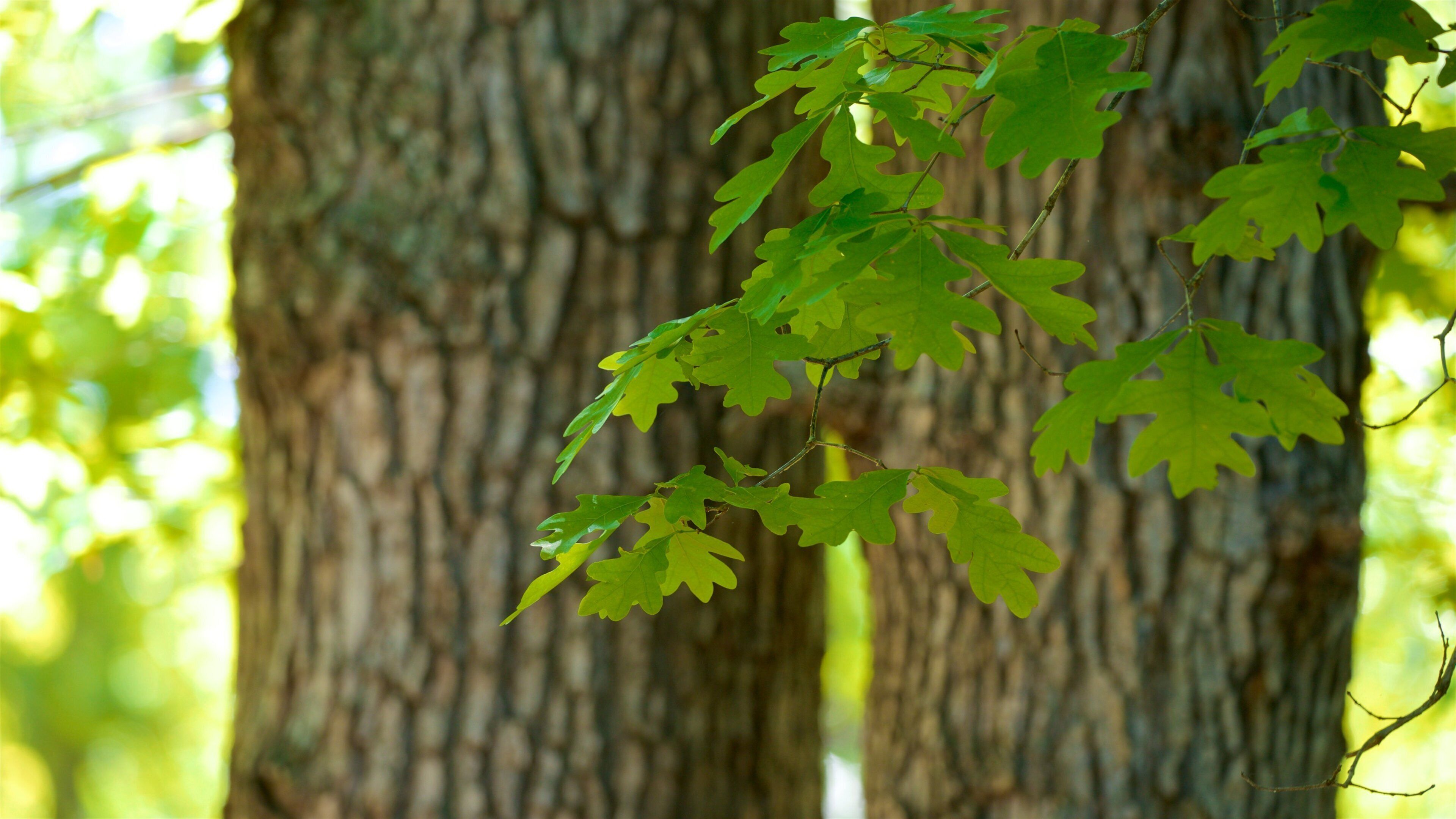Patapsco Valley State Park featuring a garden