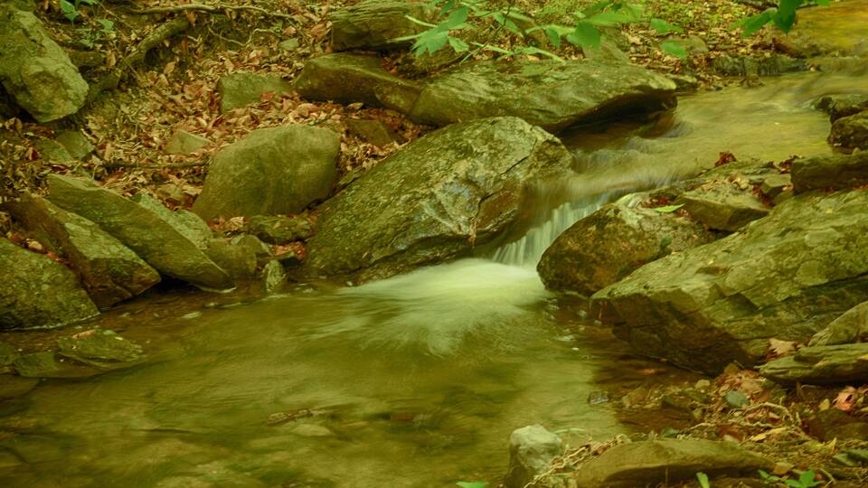 A clear stream flowing over rocks in a forested area.