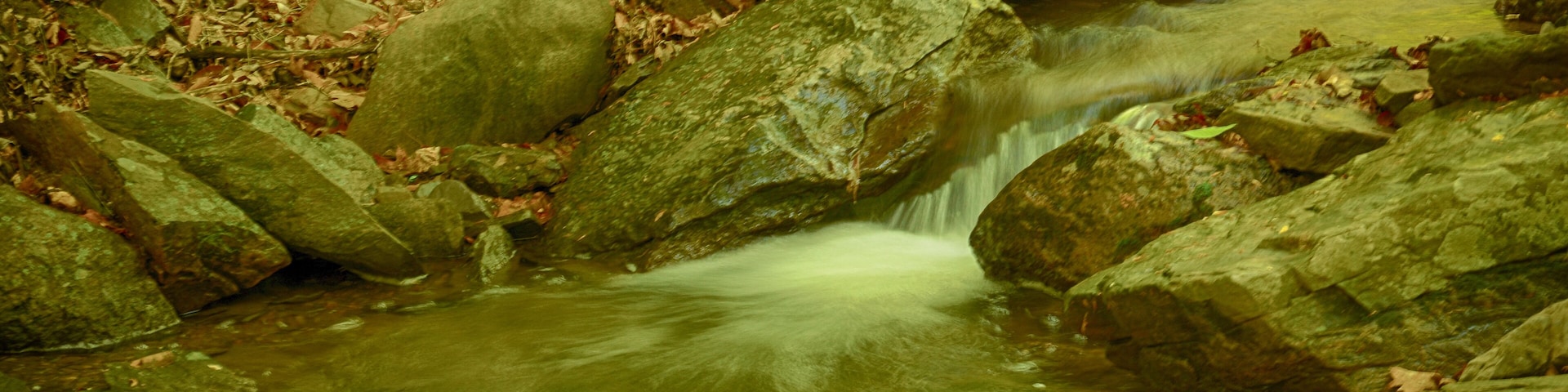 Springtime Catoctin Mountain Park, Maryland