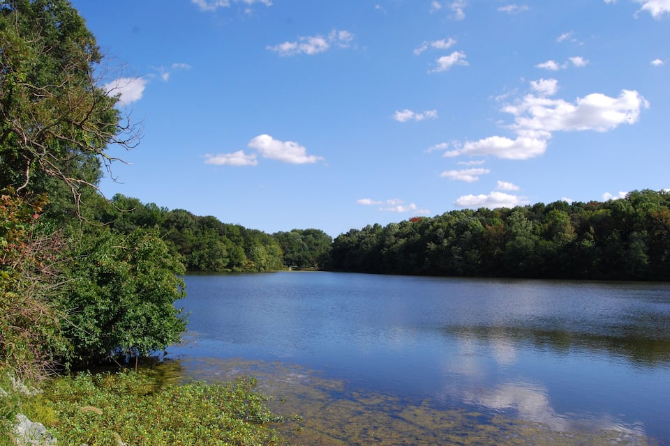 Ein ruhiger See, umgeben von dichtem Wald und blauem Himmel.