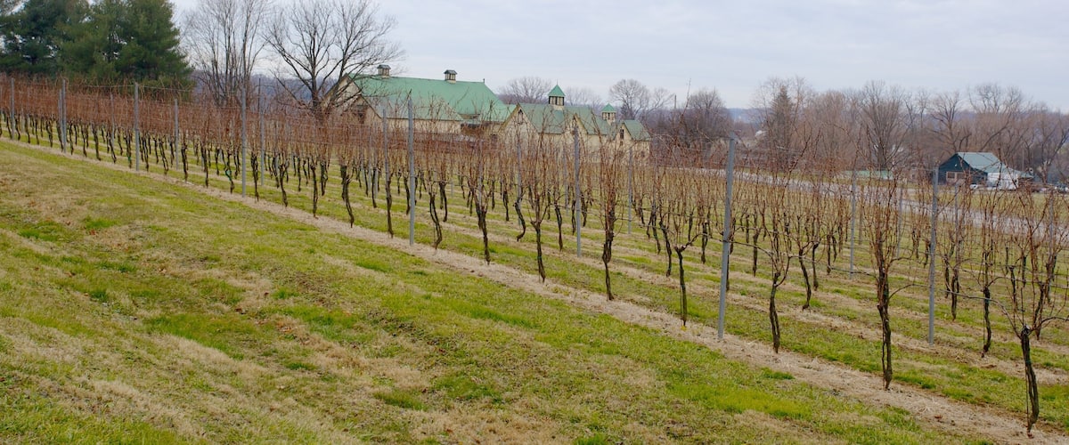 A vineyard with rows of grapevines, a green-roofed building, and a cloudy sky.