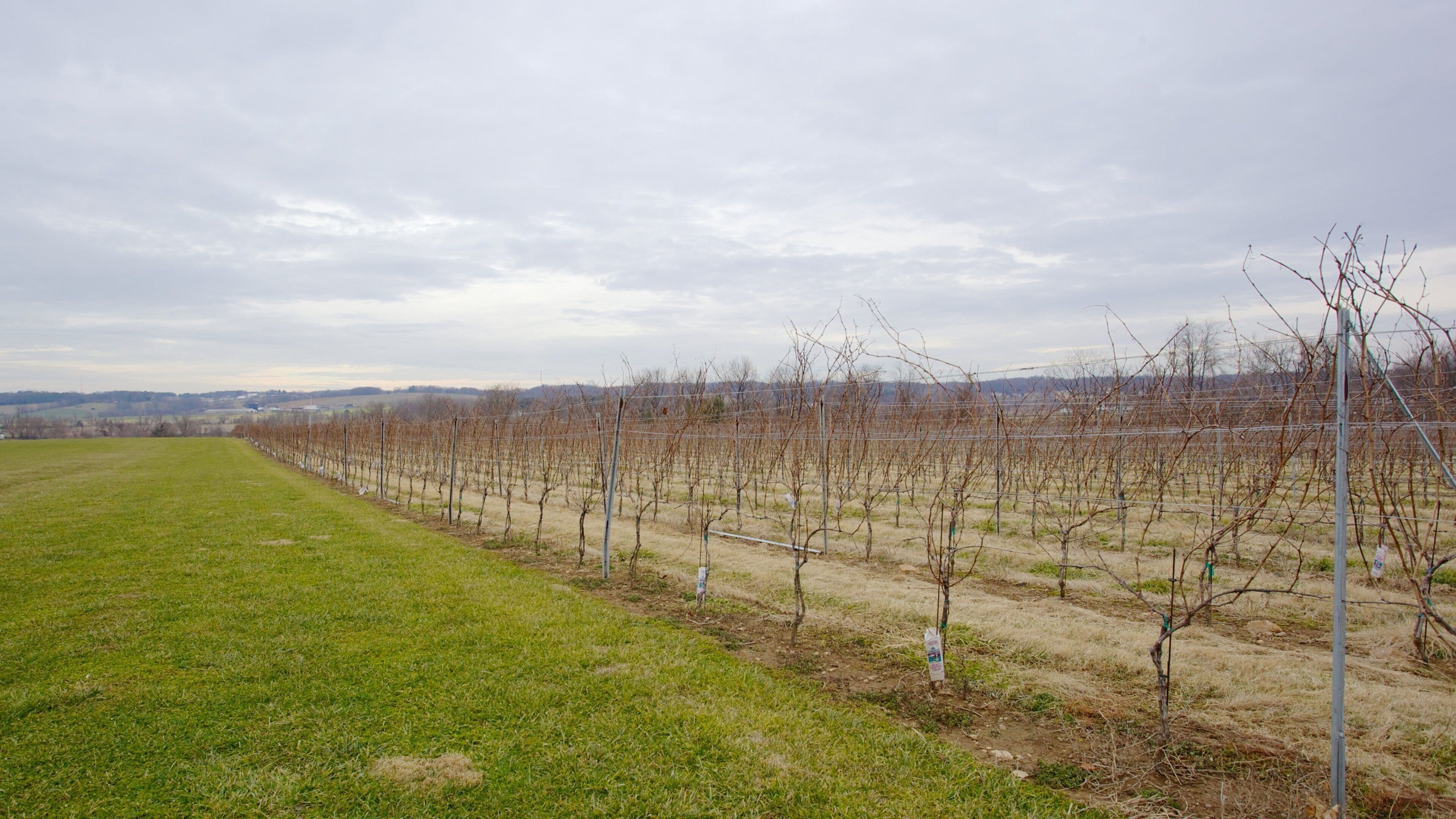 Boordy Vineyards mostrando vistas de paisajes y tierras de cultivo
