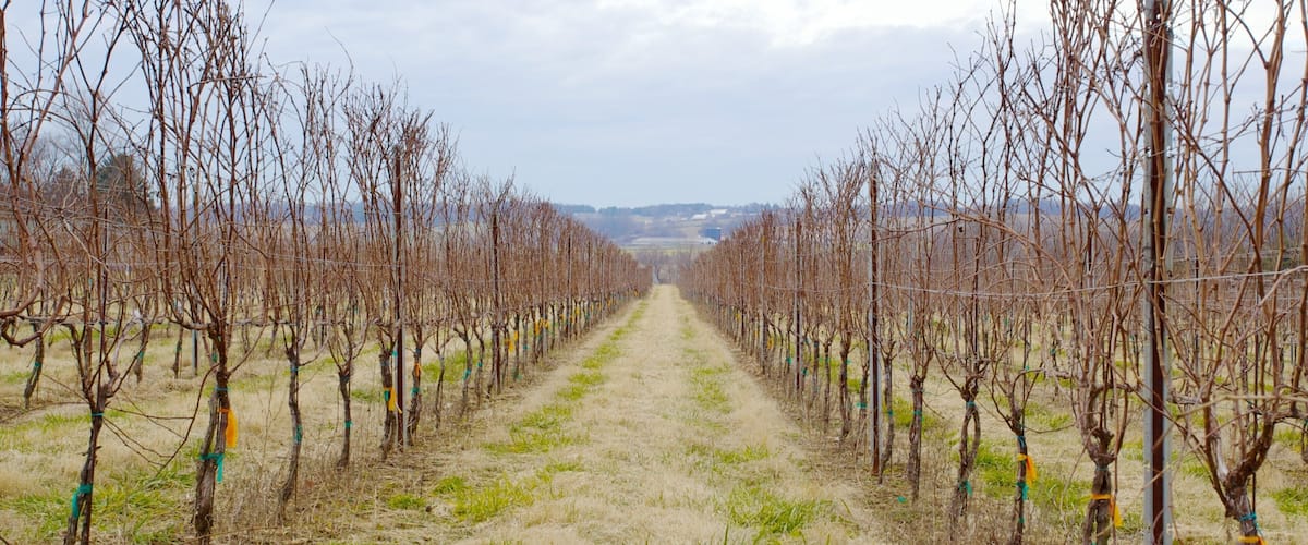 Vineyard rows at Boordy Vineyards in Hydes, Maryland during winter showcasing dormant grapevines and tranquility